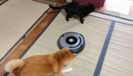 我が名はルンバ。犬に追い回され猫にシカトされし者なり Dog vs. Roomba