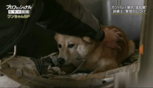 矯正惡犬的日本達人