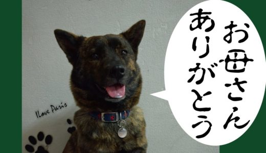 甲斐犬が１年ぶりに母と弟に会いに行く＝！【甲斐犬・柴犬】