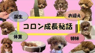 産まれてすぐから生後5か月までの犬の成長録♪「トイプードルのコロン」