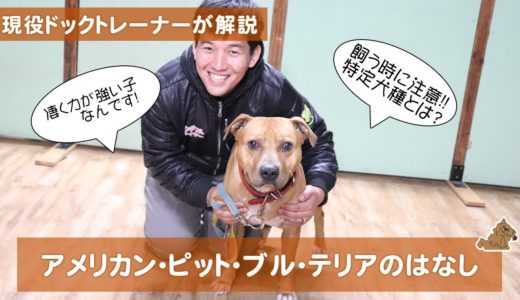 アメリカン・ピット・ブル・テリアは特定犬種で四方囲まれた檻にカギを2個つけなきゃいけない！？（American Pit Bull Terrier）どんな犬？特徴は？飼い方は？