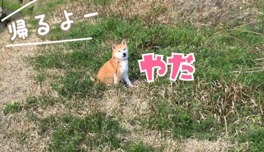 動きたがらない柴犬に「パパ帰って来るよ」と言ってみた