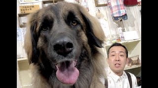 【超大型犬】気品溢れるワンコ「レオンベルガー」が２頭も来てくれた！