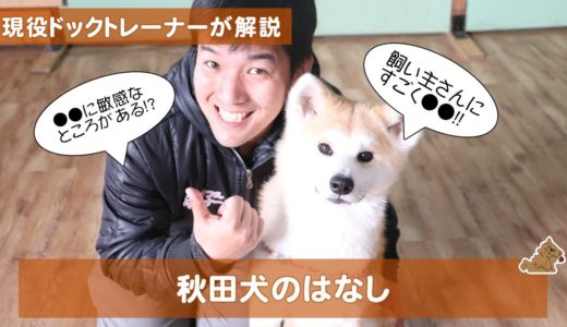 飼い主さんにすごく●●な秋田犬の話！（akitainu）どんな犬？特徴は？飼い方は？