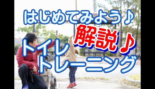 子犬の飼い主様必見！トイレトレーニング失敗の原因と対策　～犬のしつけ・ドッグトレーニング～