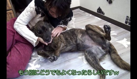 【閲覧注意】妻がどう猛な甲斐犬に襲われた.. かった＝！【甲斐犬・柴犬】