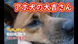 【猪猟】学習能力ゼロ！アホ犬の大吉さん（閲覧注意）