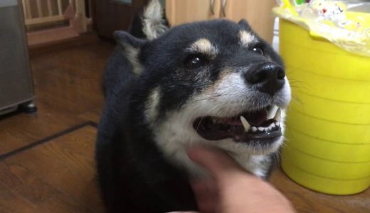 保護犬　噛み犬　ハイジ２　さわれるように。