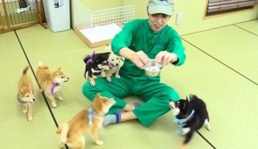 【犬を飼う01】豆柴よりも小さい柴犬に会いにいく！in秋葉原【小豆柴の郷】