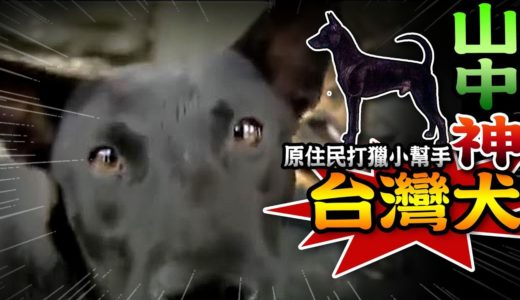 【★正港ㄟ台灣山中神犬!!★山頂的黑狗兄-原住民打獵好幫手】台灣犬taiwan Dog 台灣土狗 福爾摩莎犬 台灣高砂犬