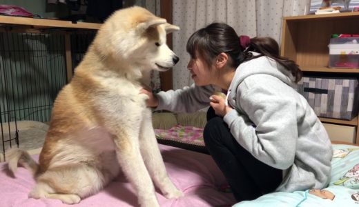 秋田犬パティ  ぼくは早くひづめチーズ🧀を食べたいから、お姉ちゃんの言うことをちゃんと聞かなくっちゃ🐶💕