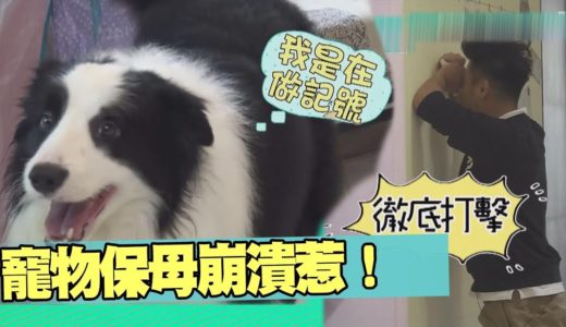 【萌寵】邊境牧羊犬活力無限　寵物保母超崩潰！