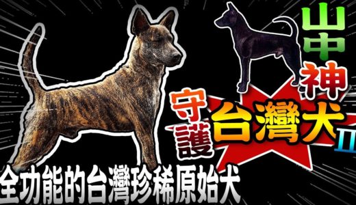 【★守護台灣犬的土狗兄!!★正港的台灣山中神犬】 全功能的台灣珍稀有原始犬種-台灣土狗 福爾摩莎犬 台灣高砂犬