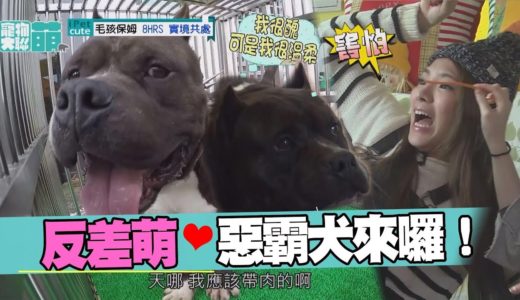 【萌寵】我很醜可是我很溫柔　惡霸犬駕到　小優、張艾亞超崩潰！