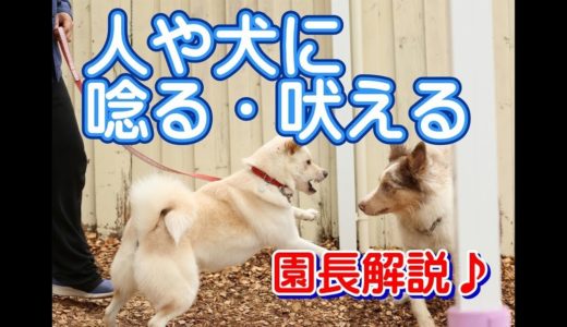 怖がりな子の飼い主様必見！人や犬に唸る・吠える原因と対策　～犬のしつけ・ドッグトレーニング