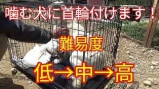 保健所から来た噛む犬3頭に首輪付けます！難易度  低→中→高 Dog Rescue A&R