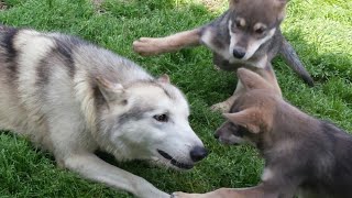 狼犬が成長すると上下関係はどうかわる？？