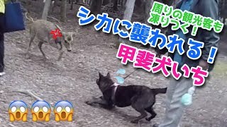 甲斐犬いち、鹿に襲われる@奈良公園♪鹿せんべいで助かる！（いち生後８ヶ月）