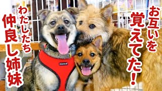 保護犬の兄弟が感動の再会！野犬時代を生き抜いた絆をご覧ください