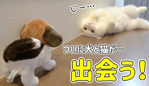 飼い猫が犬に会った時の反応が可愛すぎて悶絶レベルだった…！