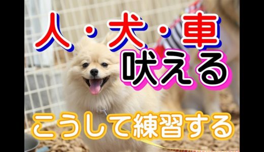 物音に敏感な子の飼い主様必見！他人・他犬に吠える子の練習方法とコツ　～犬のしつけ・ドッグトレーニング～