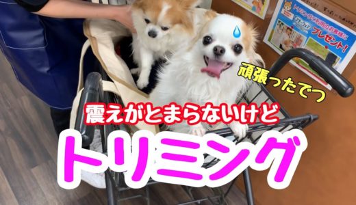 ぶるぶる震えてたけどトリミング頑張った子犬チワワ【犬】【dog】