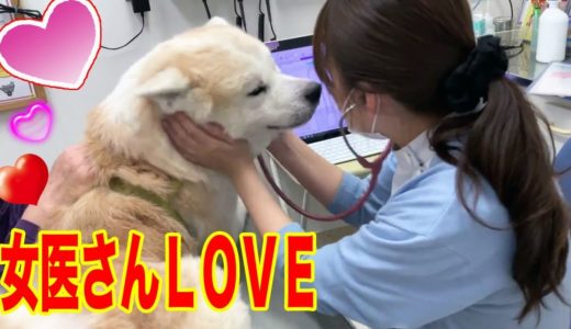 愛しの女医さん♪恋する秋田犬そうすけ君の動物病院veterinary hospital