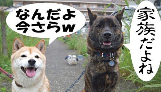 我が家に甲斐犬がやって来て３年が経った＝！【甲斐犬・柴犬】