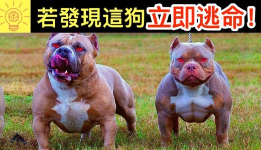 全球禁養！專為死鬥而生的戰鬥犬種！