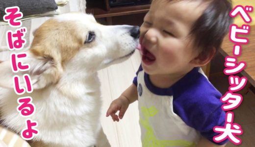 【犬と赤ちゃん】いつもそばで見守ってくれる優しいコーギー