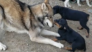 仔犬と優しく遊ぶ狼犬 しかしその後…