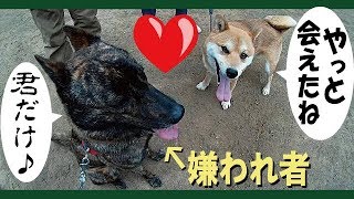 町内の嫌われ者の甲斐犬が唯一心を許した友達です＝！【甲斐犬・柴犬】