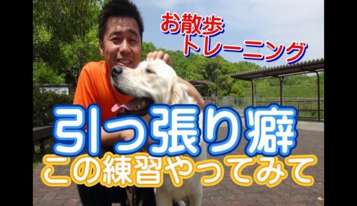 大型犬の飼い主様必見！　散歩の引っ張り改善の練習方法とコツ♪　～犬のしつけ・ドッグトレーニング～