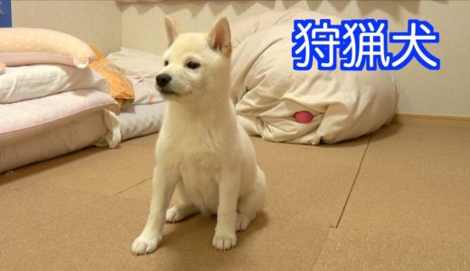 狩猟犬(1)