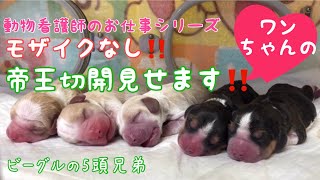 《動物看護師》動物看護師のお仕事:犬の帝王切開②