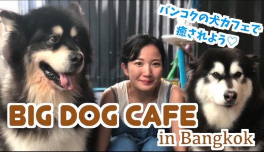 น่ารักมาก!BigDogCafe in Bangkok!!バンコクの犬カフェが素敵すぎた!!