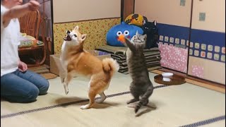 猫のおもちゃではしゃぐ犬と猫と人 Dog and cat play with a cat toy