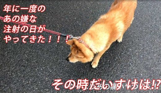 楽しいお散歩から一転！実は注射だった！その時犬は！？　It was an injection if I thought it was a walk