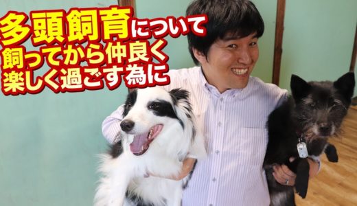 ワンちゃんの多頭飼育について。犬の多頭飼いでストレスを溜めたり喧嘩したりしないで仲良く楽しく過ごすために。