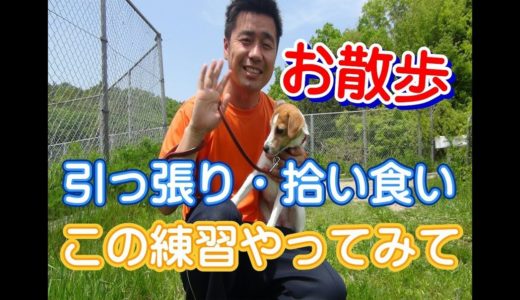 拾い食いをする子必見！拾い食いと引っ張りを直す練習方法とコツ♪　～犬のしつけ・ドッグトレーニング～