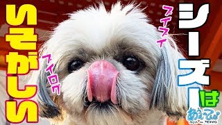 Vlog シーズー犬の1日はいそがしい! shihtzu Tempo Vlog