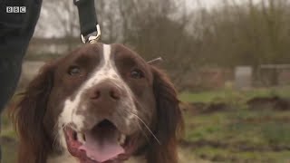 生後10カ月の犬、地球最後のキタシロサイ2頭を守る