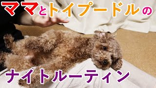 ママと犬のナイトルーティン！お散歩終わりから就寝まで【トイプードル】