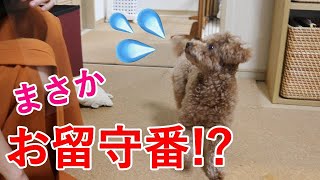 ママがメイクするとお留守番を心配する犬がかわいい【トイプードル】