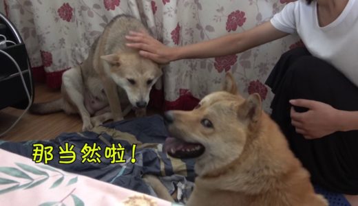 田园犬灰灰提前生产，狗爹全程陪护，看到小狗那一刻阿黄有懵