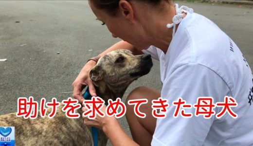 海岸を歩いていた1匹の母犬が助けを求めてきた。保護するとその理由が明らかに・・・【感動】