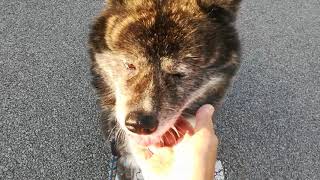 保護犬（秋田犬）ハッチちゃんの待て！！