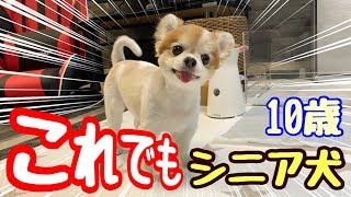 ミッキーカットにしたら子犬に変身したシニア犬チワワ【cute dog】