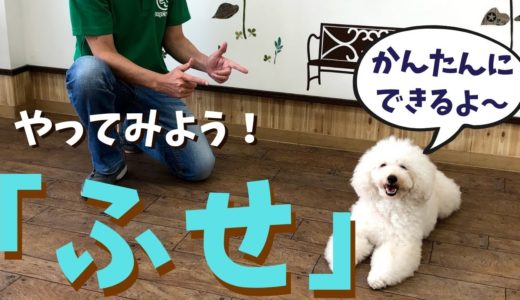 犬のしつけ ふせの教え方をお伝えします。ふせの姿勢は色々なことに役立ちます。楽しくフセを教えてみてください。