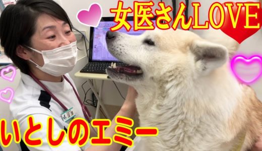 女医さん・いとしのエミー・大好き動物病院.秋田犬そうすけ君Veterinary clinic